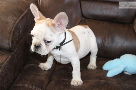 French Bulldogs For Sale Memphis Tn. 25 cute French Bulldog puppies for sale in Tacoma, Washington. 